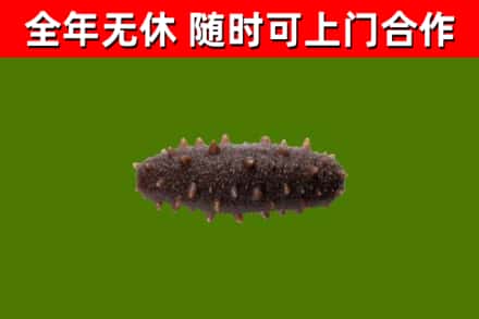 遵义回收海参干
